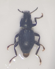 Riolus subviolaceus