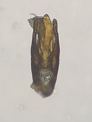 Riolus subviolaceus