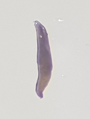 Riolus subviolaceus