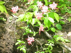 Rhododendron prinophyllum