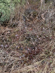 Rubus allegheniensis