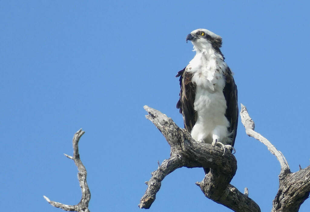 Osprey (Birds of the British Indian Ocean Territory ) · iNaturalist