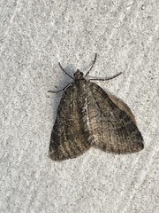 Hydriomena nubilofasciata