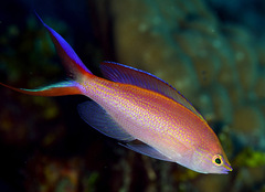 Pyronotanthias smithvanizi