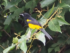 Icterus prosthemelas