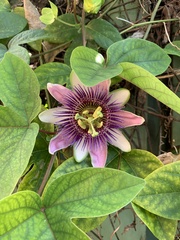 Passiflora alata × caerulea