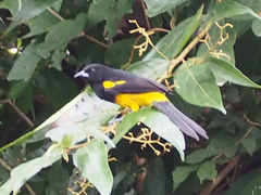 Icterus prosthemelas