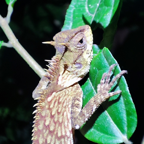 Phuket Horned Tree Agamid
