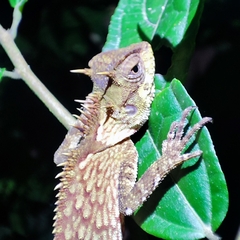 Acanthosaura phuketensis