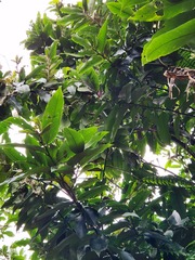 Diospyros blancoi