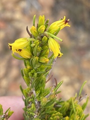 Erica parilis