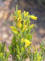Erica parilis