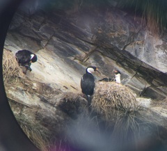 Leucocarbo georgianus