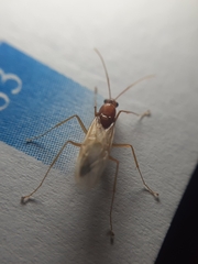 Camponotus