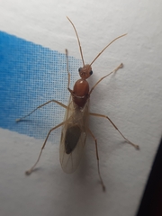 Camponotus