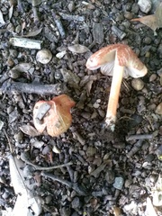 Inocybe godeyi