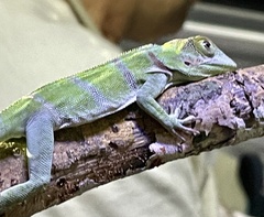 Anolis luteogularis