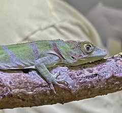Anolis luteogularis