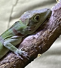Anolis luteogularis