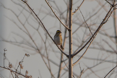 Emberiza chrysophrys