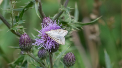 Udea lutealis