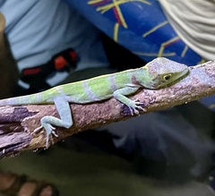 Anolis luteogularis