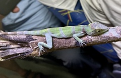 Anolis luteogularis