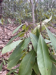 Rhododendron catawbiense