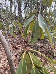 Rhododendron catawbiense