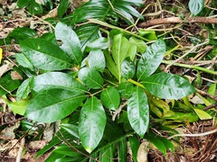 Aglaia rimosa