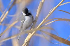 Parus major ferghanensis