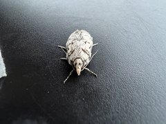 Utetheisa pulchelloides