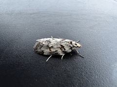 Utetheisa pulchelloides