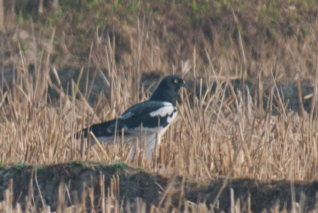Pied Harrier Birds Of The British Indian Ocean Territory INaturalist pied-harrier-birds-of-the-british-indian-ocean-territory-inaturalist