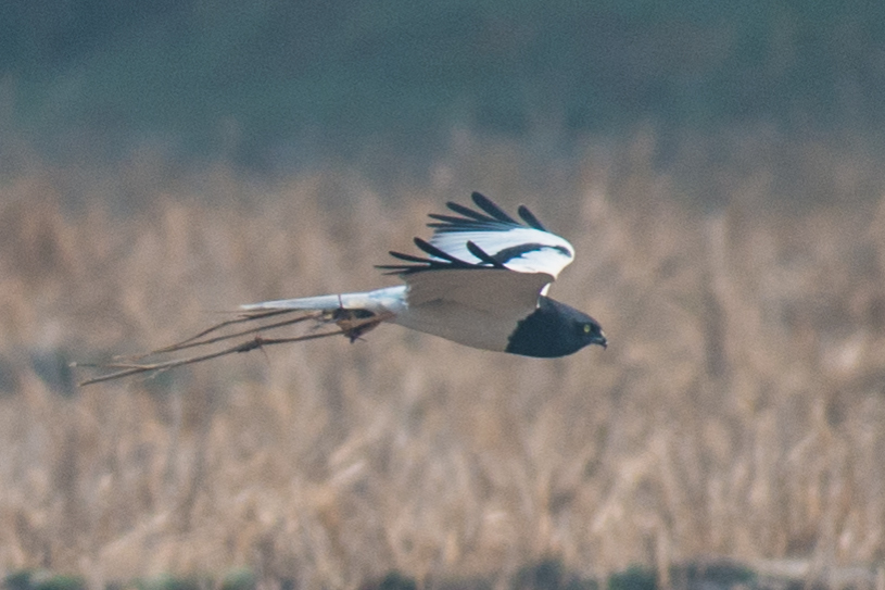 Pied Harrier Birds Of The British Indian Ocean Territory INaturalist pied-harrier-birds-of-the-british-indian-ocean-territory-inaturalist