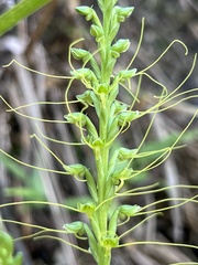 Peristylus