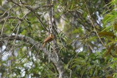 Pachyramphus castaneus