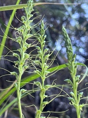 Peristylus