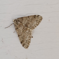 Phigalia denticulata