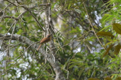 Pachyramphus castaneus