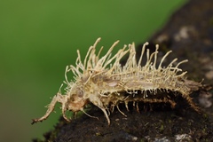 Akanthomyces tuberculatus