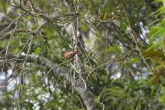 Pachyramphus castaneus