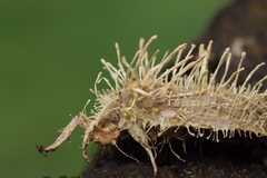 Akanthomyces tuberculatus