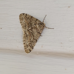 Phigalia denticulata