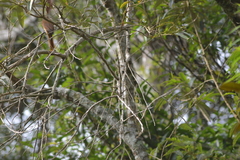 Pachyramphus castaneus