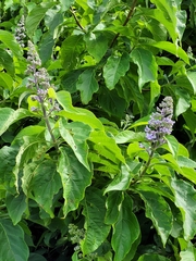 Cornutia pubescens