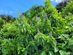 Cornutia pubescens