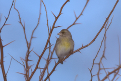 Chloris chloris turkestanica