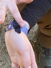 Melanis acroleuca acroleuca