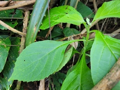 Cornutia pubescens